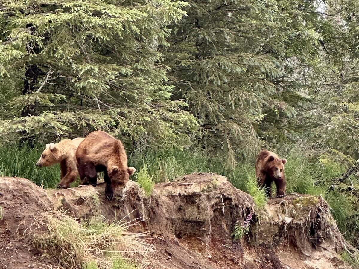 Brown Bears in Katmai National Park