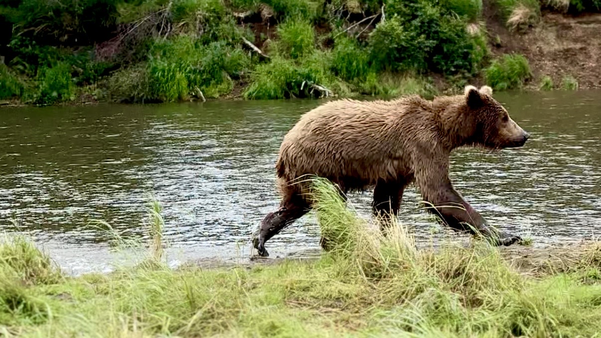 Brown Bear Cub in Katmai