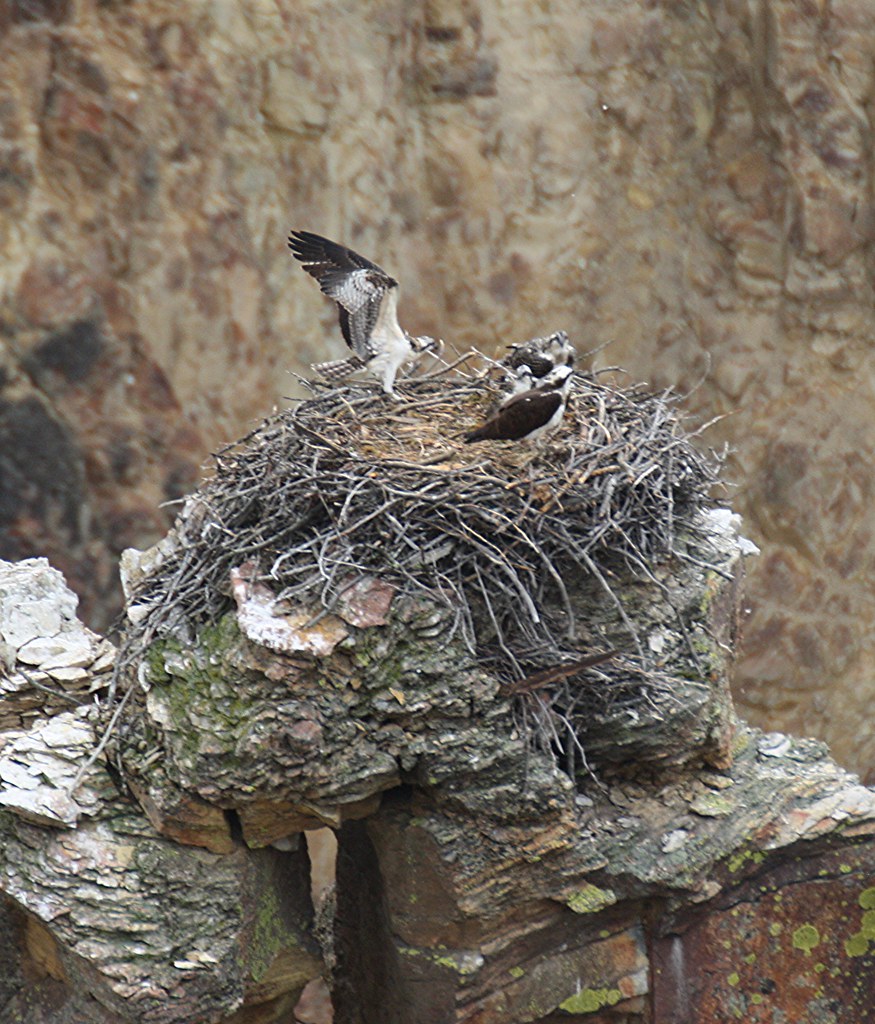 Chesapeake Bay Osprey Breeding Hits Lowest Levels on Record