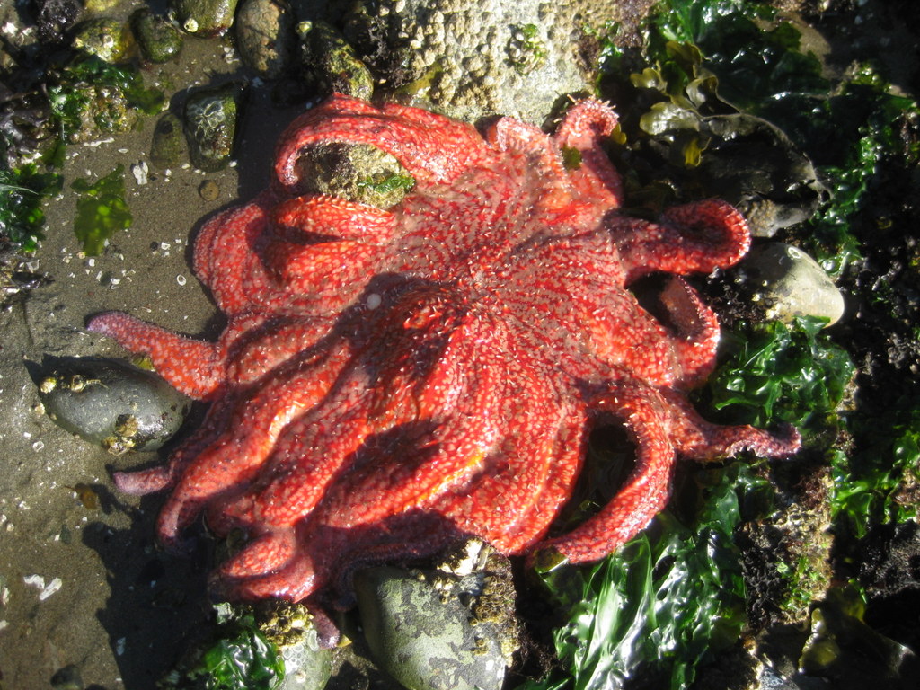 Swinomish Tribe Releases Captive-bred Sea Stars to Restore Kelp Forests